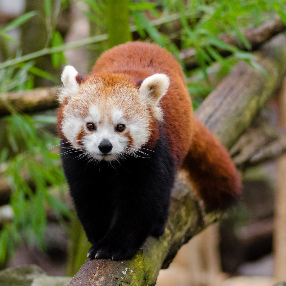 Red Panda – Toronto Zoo Wildlife Conservancy Adopt An Animal