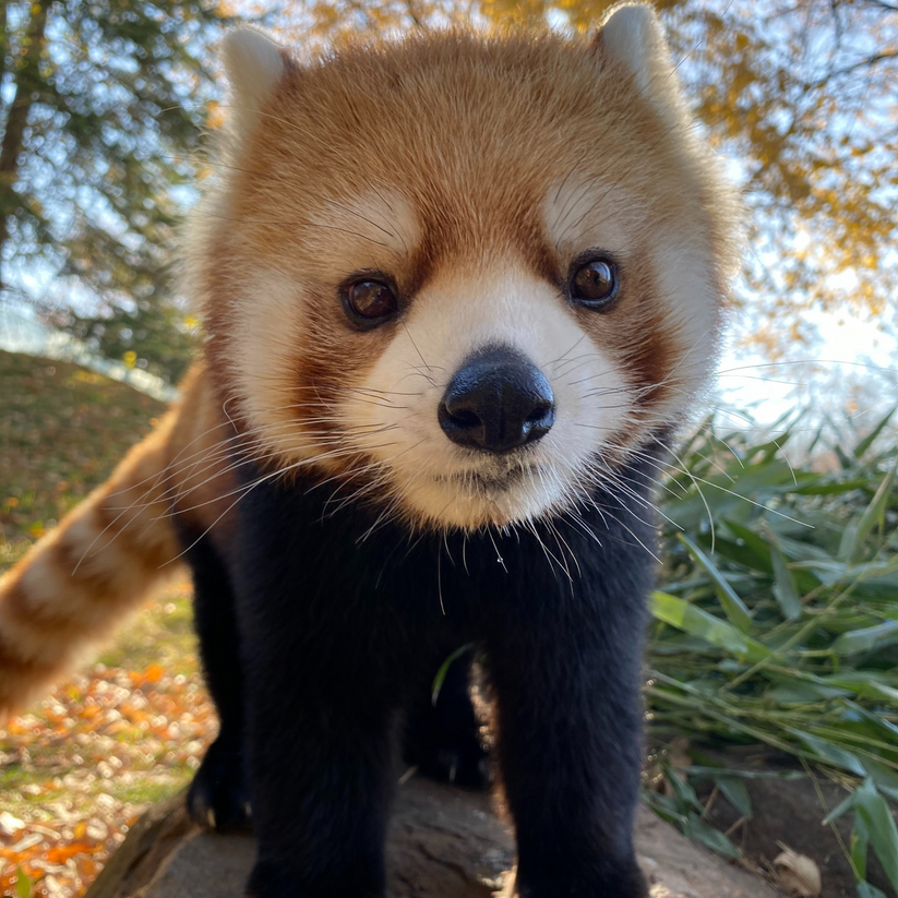 Red Panda – Toronto Zoo Wildlife Conservancy Adopt An Animal