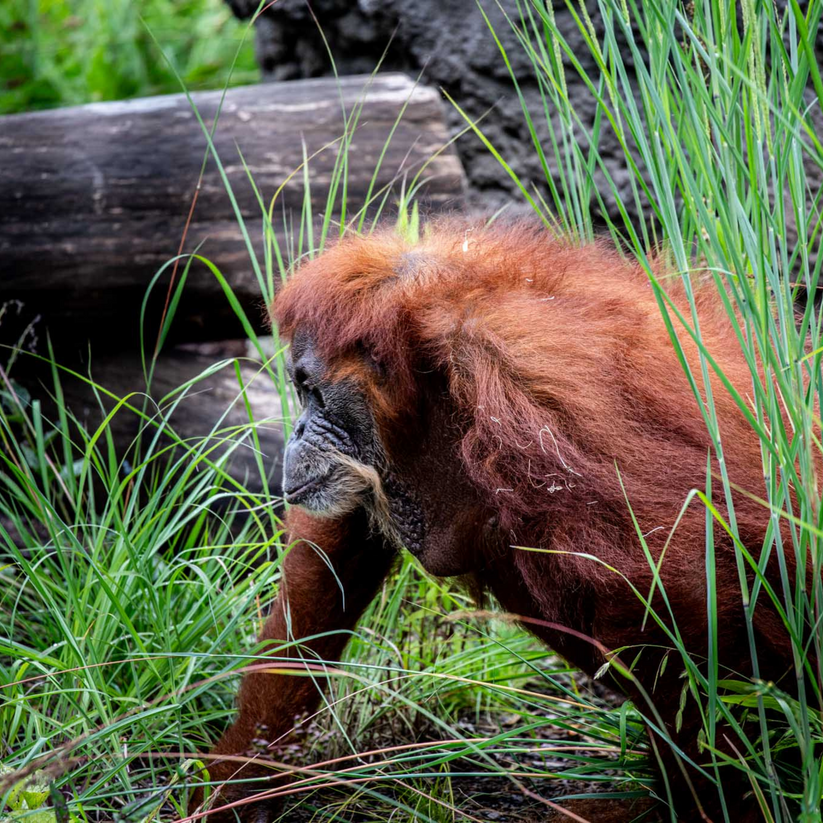 Sumatran Orangutan – Toronto Zoo Wildlife Conservancy Adopt An Animal