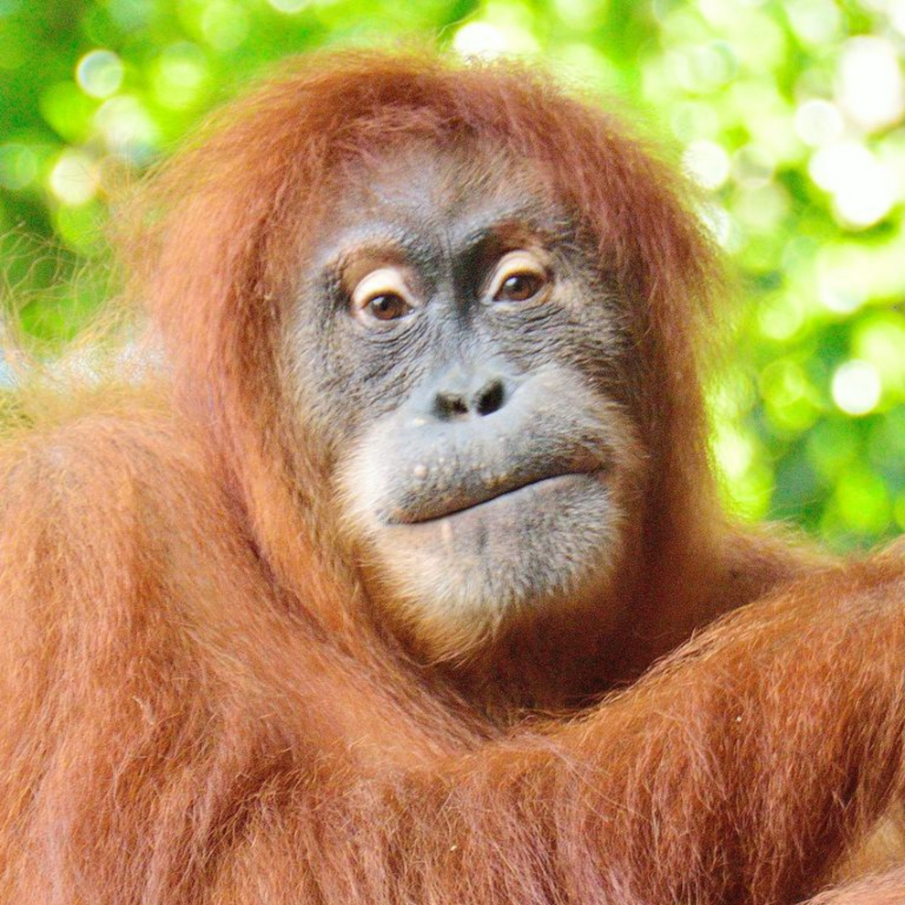 Sumatran Orangutan – Toronto Zoo Wildlife Conservancy Adopt An Animal