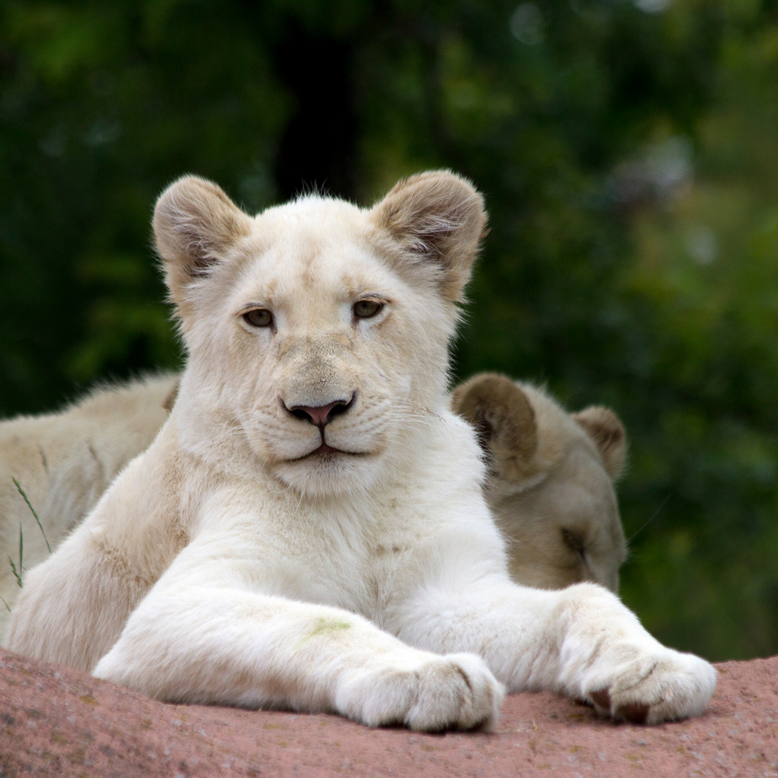 African Lion – Toronto Zoo Wildlife Conservancy Adopt An Animal