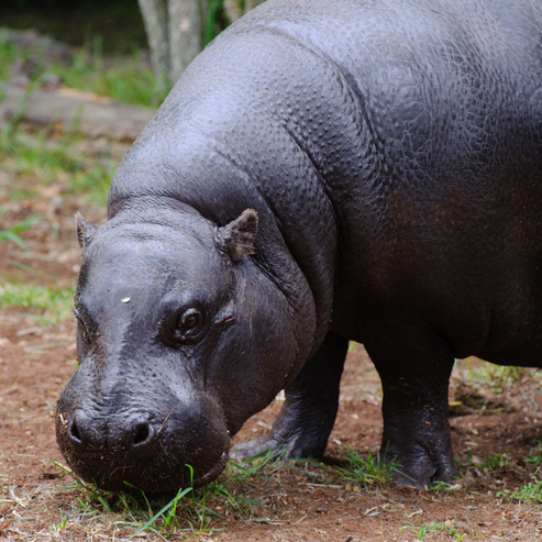 Pygmy Hippopotamus – Toronto Zoo Wildlife Conservancy Adopt An Animal