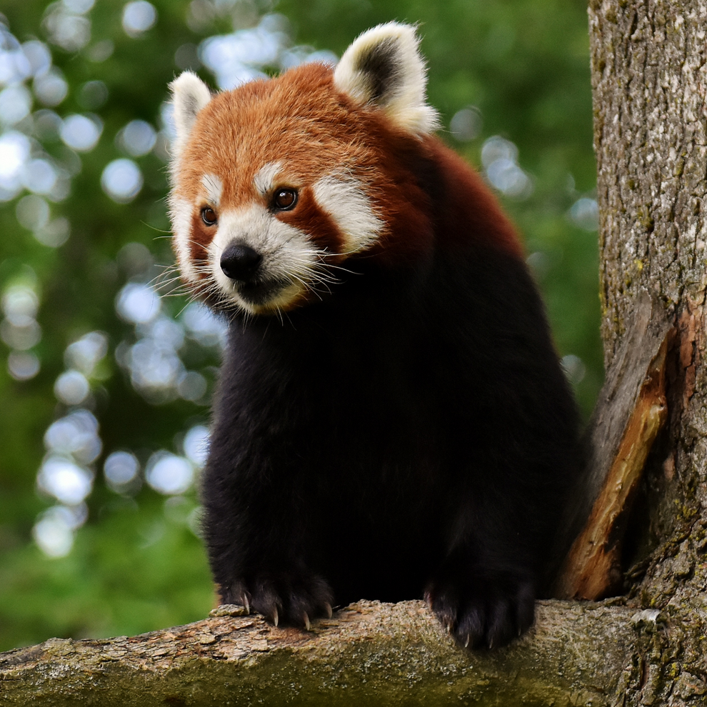 Red Panda – Toronto Zoo Wildlife Conservancy Adopt An Animal