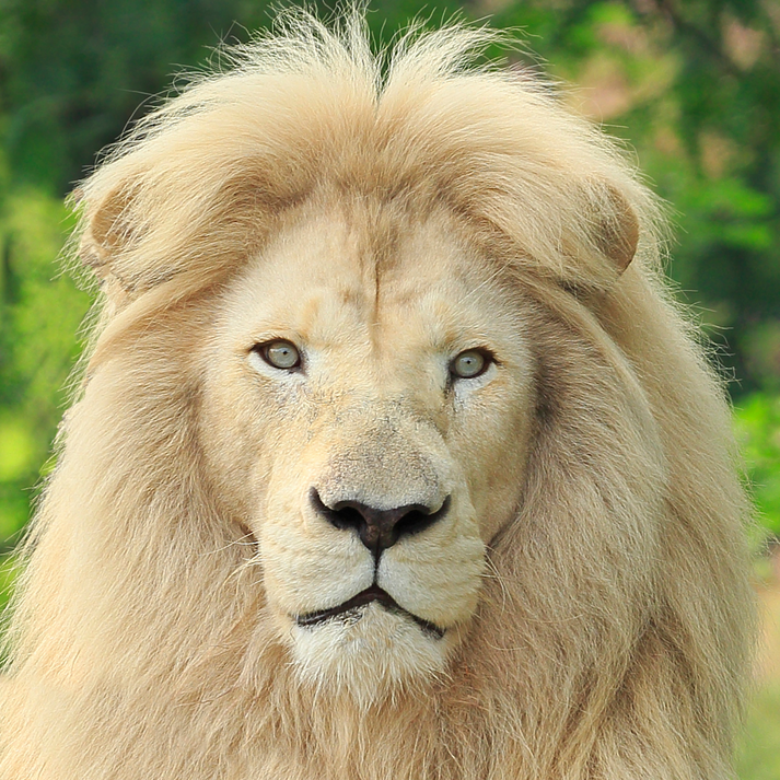 African Lion – Toronto Zoo Wildlife Conservancy Adopt An Animal